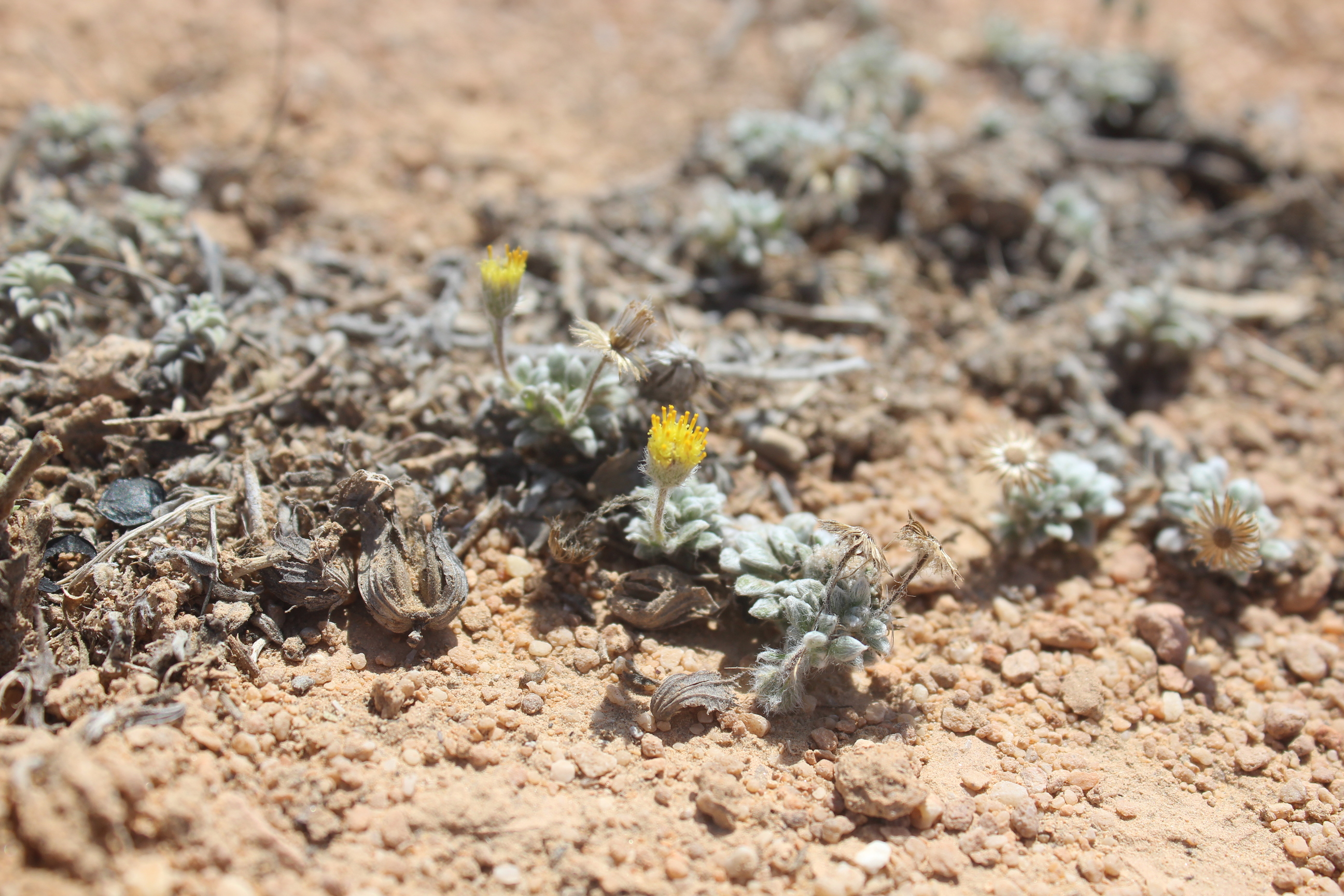 Plant Image